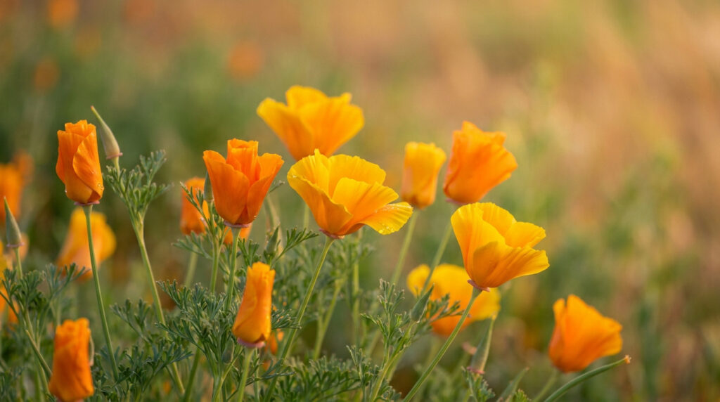 Gros plan sur des fleurs de pavot de Californie orange vif dans un champ au coucher du soleil.
